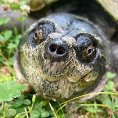 Something Wild: Sy & Fire Chief, the 42-lb. snapping turtle